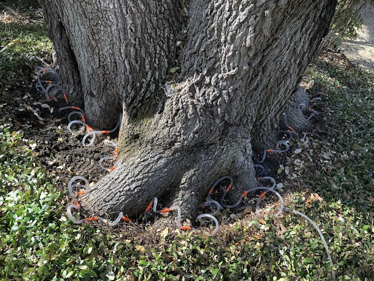 Detailed Tree Cabling and Bracing job site in Woodbine