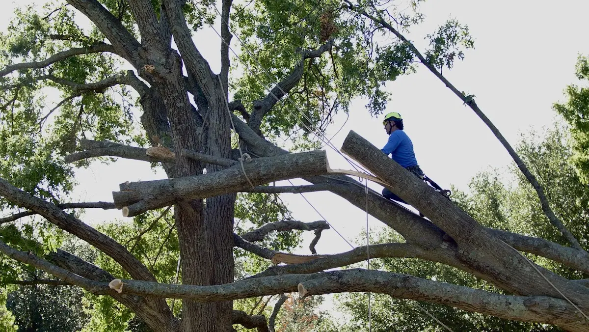 Professional Crown Thinning performed by certified arborists in Woodbine