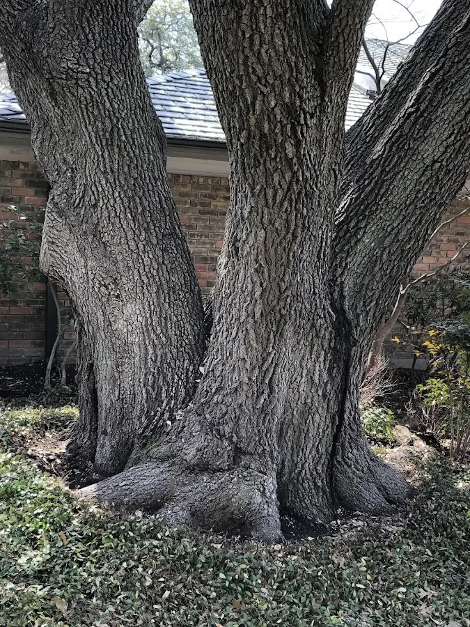 Mature heritage tree close to a Woodbine property cared for by certified arborists